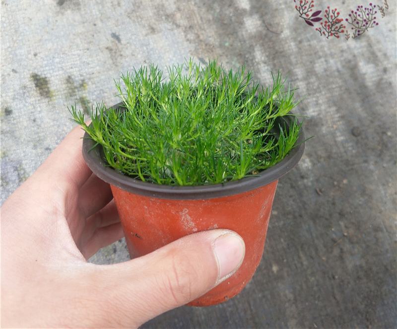爱尔兰珍珠草小苗爱尔兰苔藓多年生耐热耐寒地被植物常绿