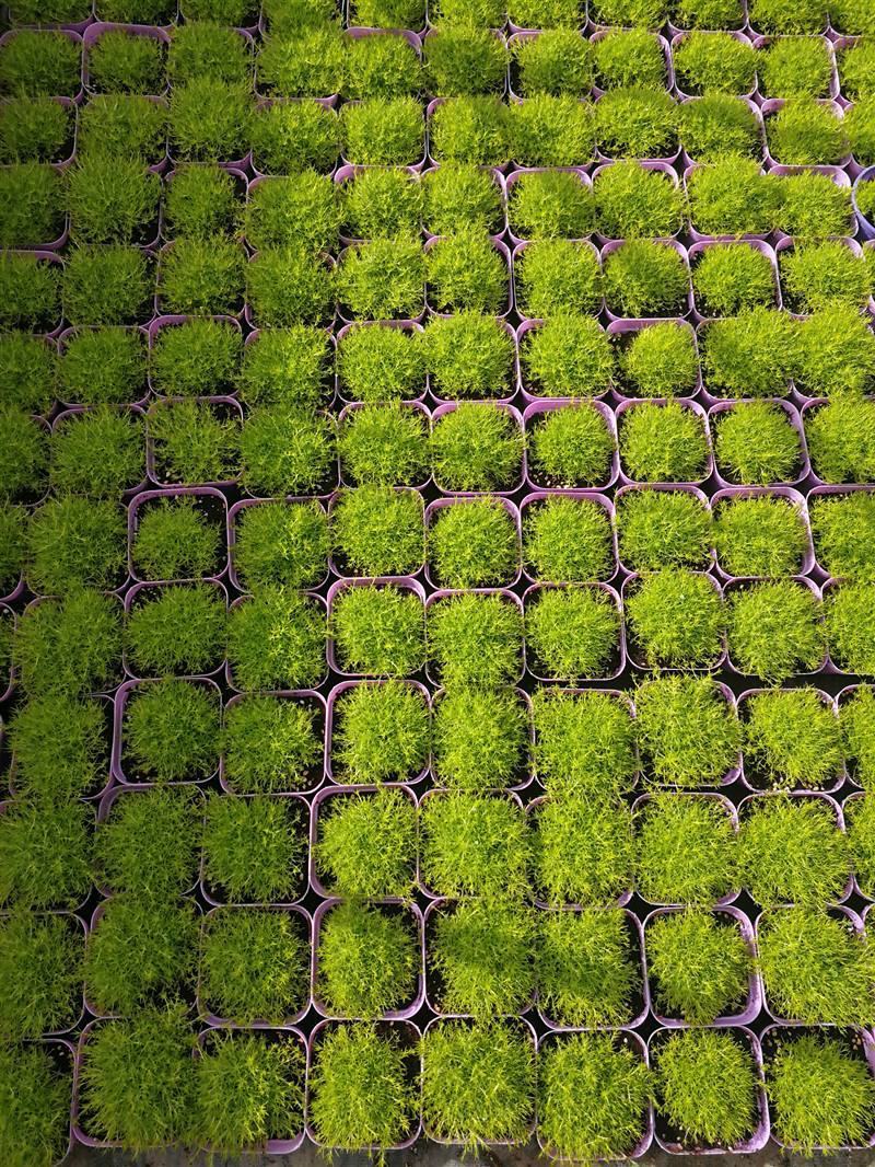 爱尔兰珍珠草小苗爱尔兰苔藓多年生耐热耐寒地被植物常绿