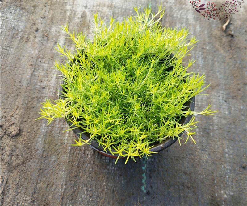 爱尔兰珍珠草小苗爱尔兰苔藓多年生耐热耐寒地被植物常绿