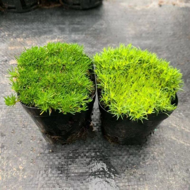 爱尔兰珍珠草小苗爱尔兰苔藓多年生耐热耐寒地被植物常绿