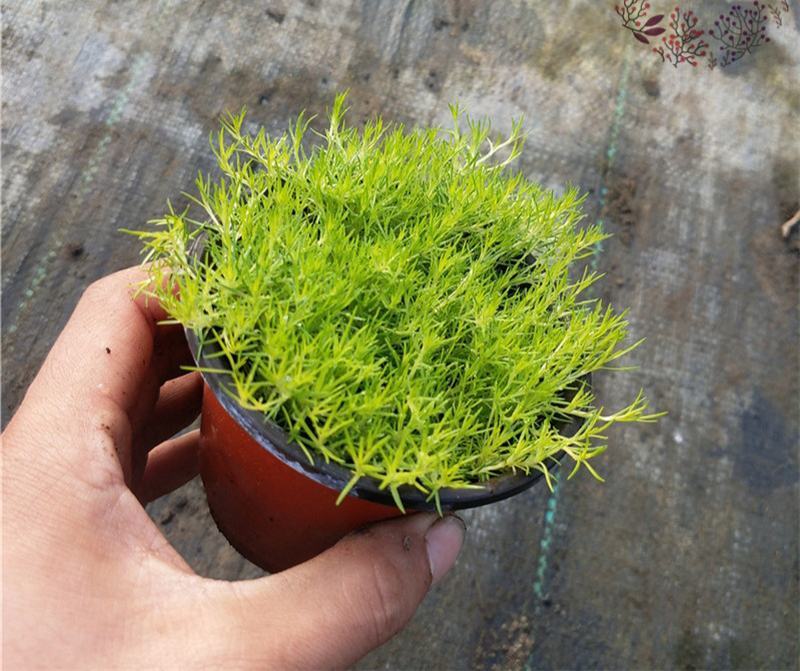 爱尔兰珍珠草小苗爱尔兰苔藓多年生耐热耐寒地被植物常绿