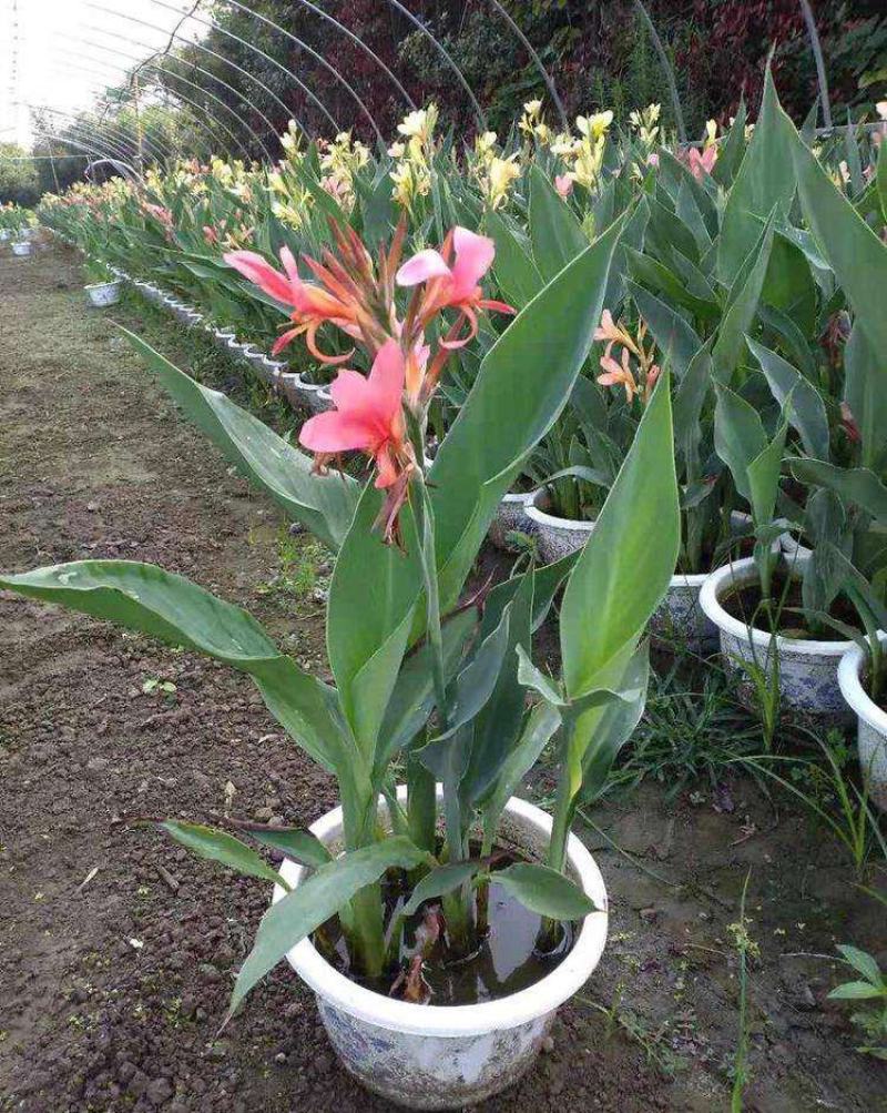 美人蕉花苗带芽多年生盆栽植物阳台室外庭院易活球根花卉种球