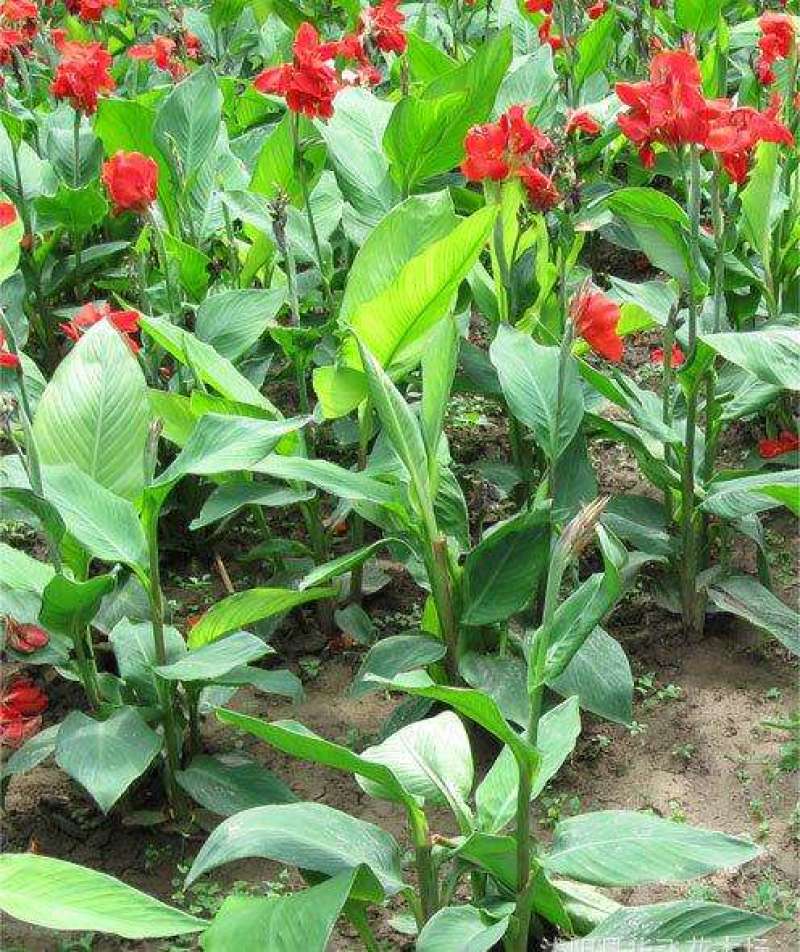 美人蕉花苗带芽多年生盆栽植物阳台室外庭院易活球根花卉种球