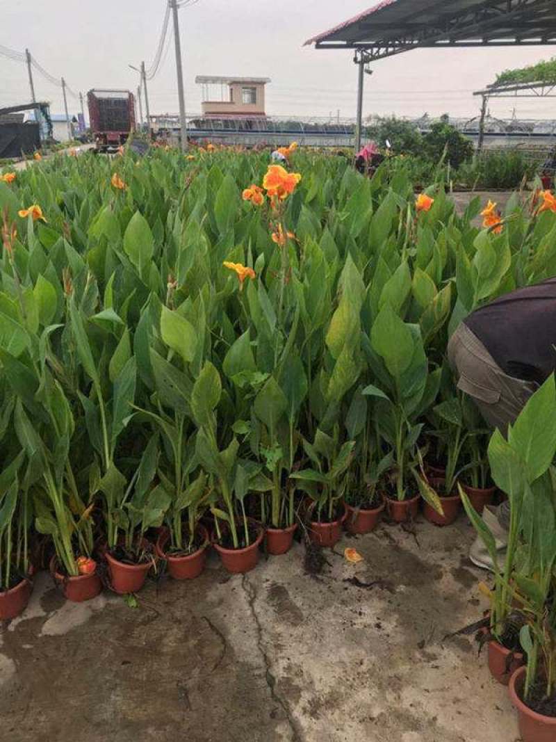 美人蕉花苗带芽多年生盆栽植物阳台室外庭院易活球根花卉种球
