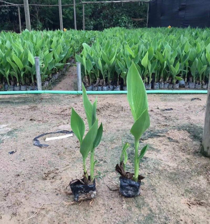 美人蕉花苗带芽多年生盆栽植物阳台室外庭院易活球根花卉种球