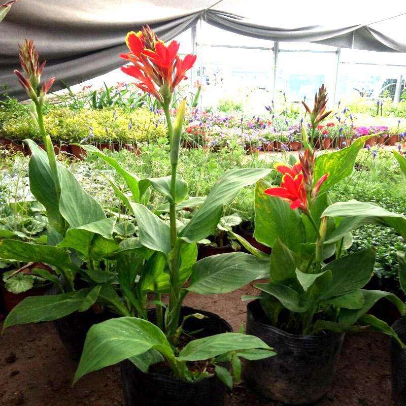 美人蕉花苗带芽多年生盆栽植物阳台室外庭院易活球根花卉种球