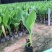美人蕉花苗带芽多年生盆栽植物阳台室外庭院易活球根花卉种球