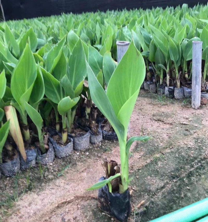 美人蕉花苗带芽多年生盆栽植物阳台室外庭院易活球根花卉种球