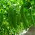 油绿苦瓜种子高产大肉苦瓜种籽四季播易种阳台盆栽庭院