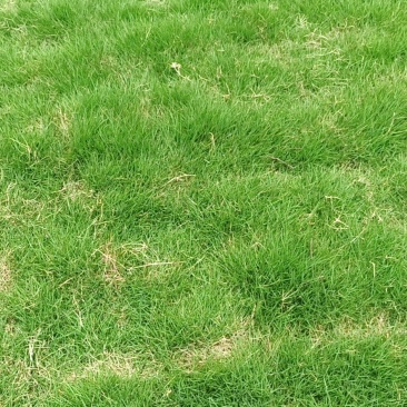 广西崇左扶绥草皮绿化树基地大量有货欢迎订购