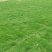 广西崇左扶绥草皮绿化树基地大量有货欢迎订购