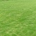广西崇左扶绥草皮绿化树基地大量有货欢迎订购