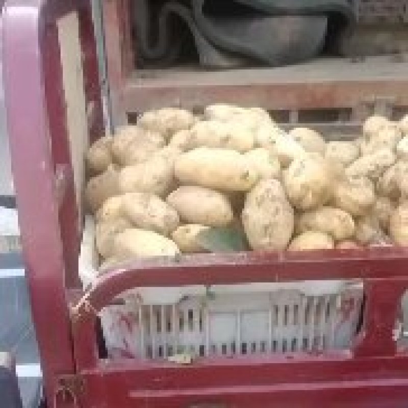 黄心土豆
