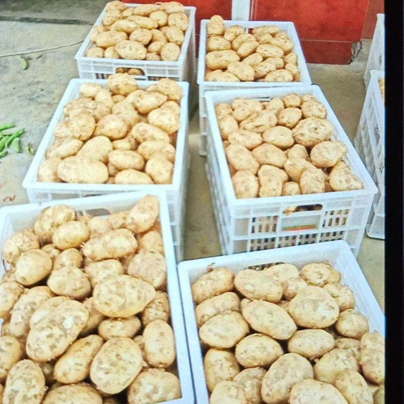 黄心土豆