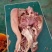国产黄牛牛头肉，厂家直营，一件也是批发价。手续齐全可以定
