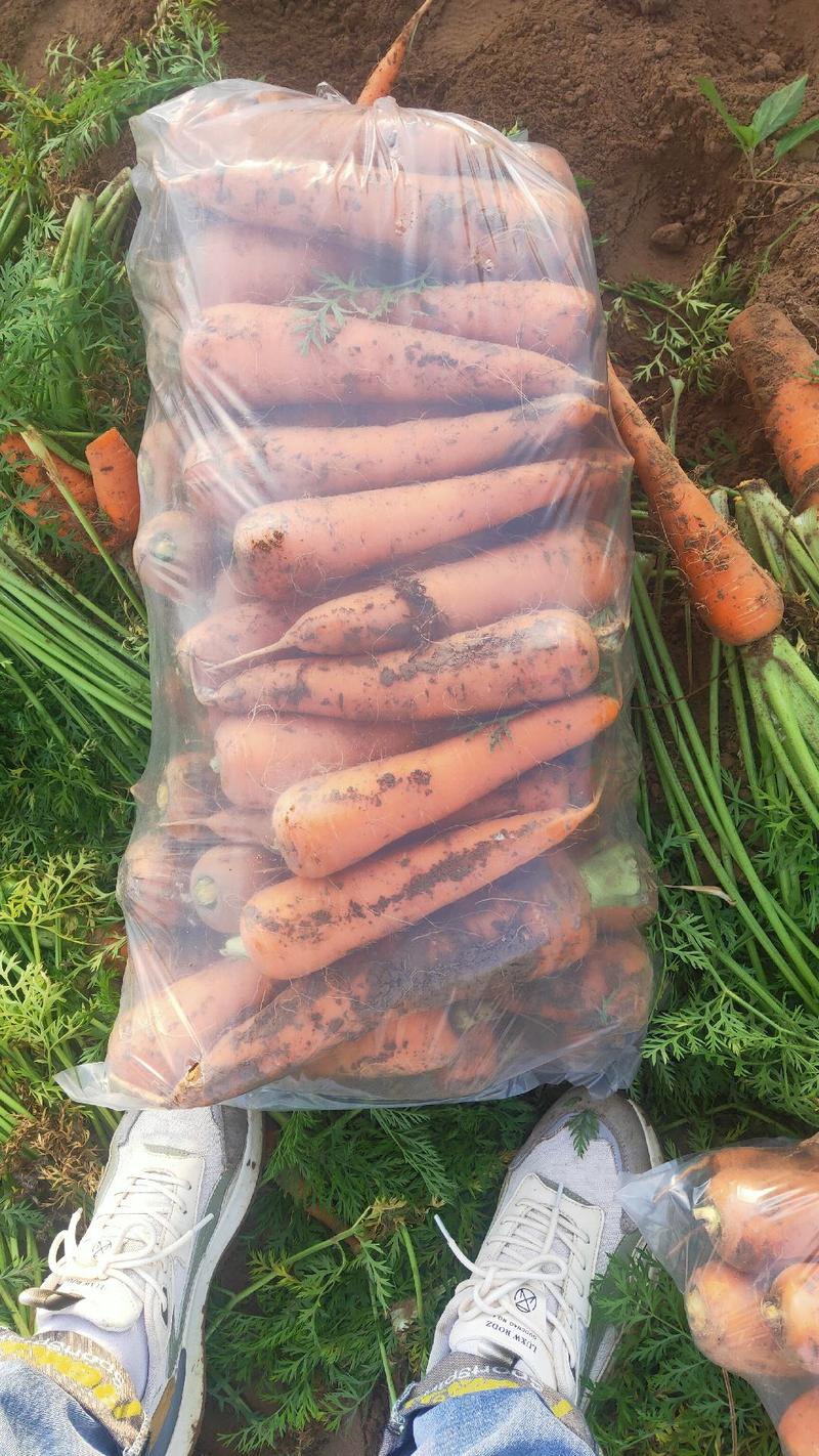 【基地直销】山东精品胡萝卜可供商超质量有保证全国发货
