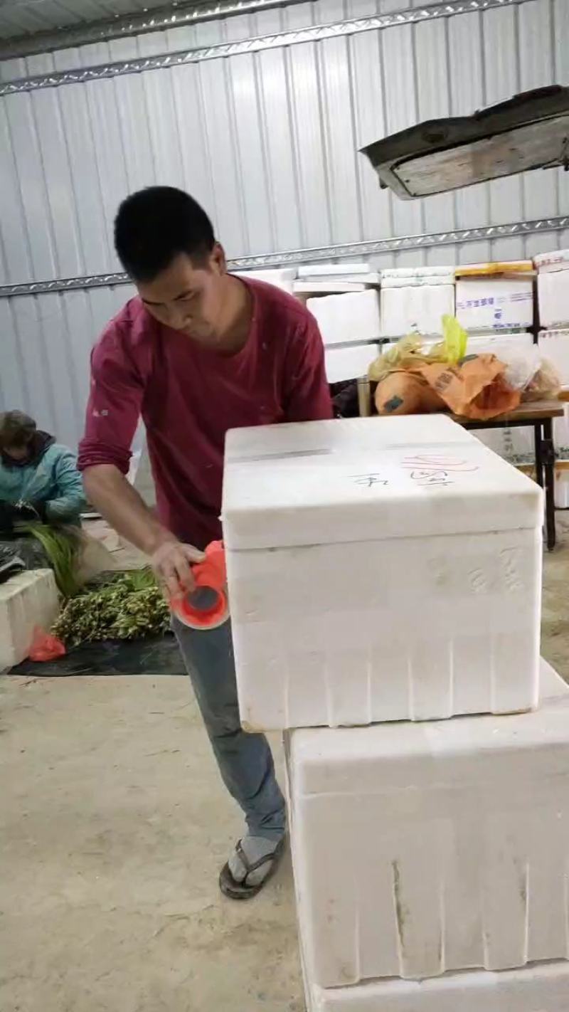 台湾野莲菜
