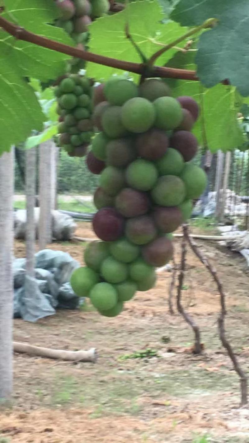 慈溪三膜巨峰葡萄，6月初大量上市，有需要采购的客商联系