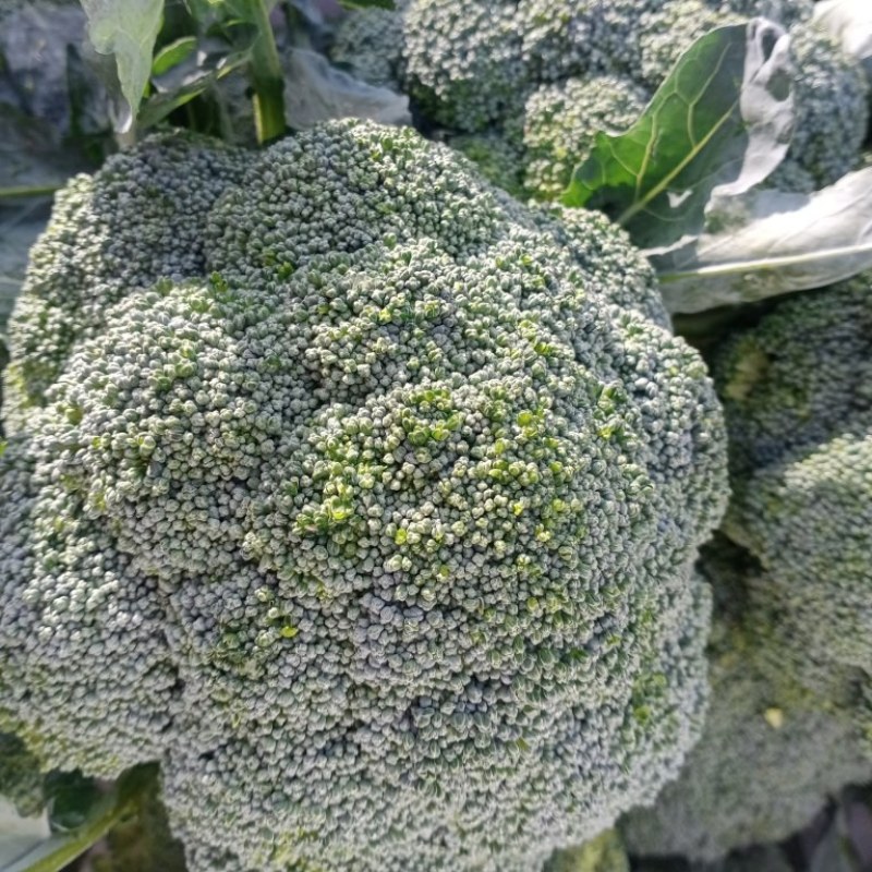 河北邯郸南大堡蔬菜市场本地西兰花，大量上市，质量好价格低