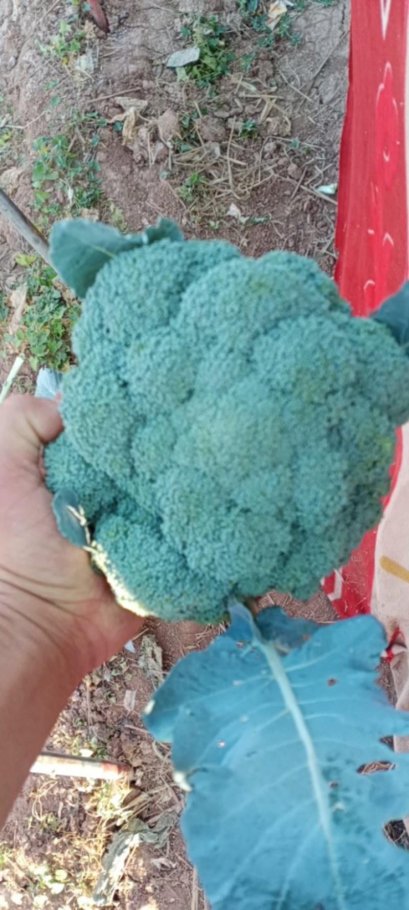 河北邯郸南大堡蔬菜市场本地西兰花，大量上市，质量好价格低