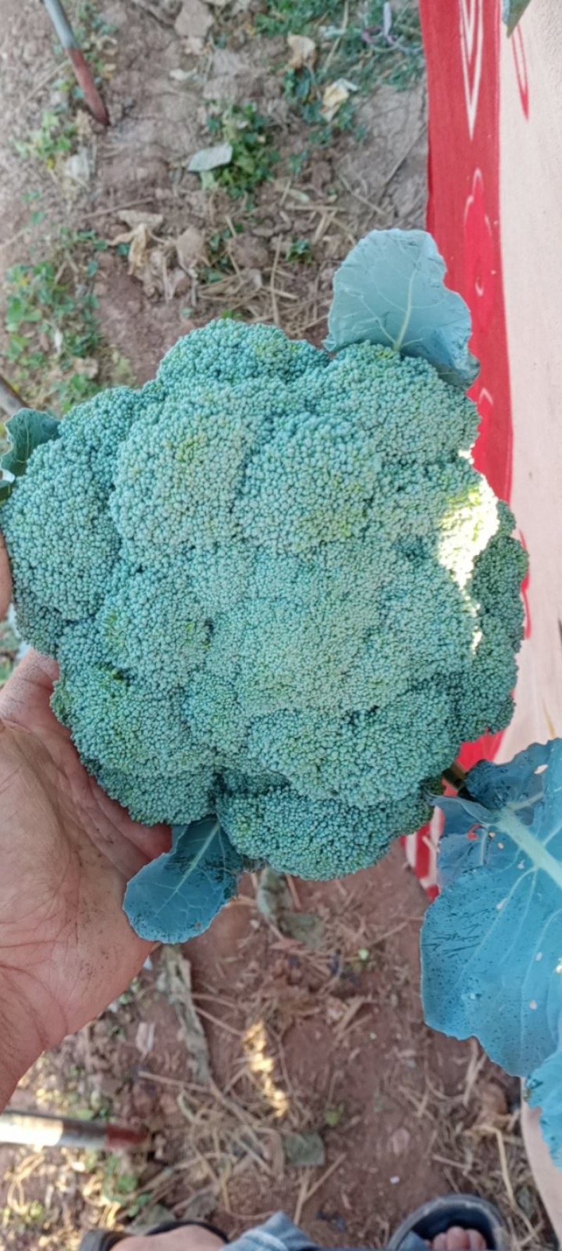 河北邯郸南大堡蔬菜市场本地西兰花，大量上市，质量好价格低