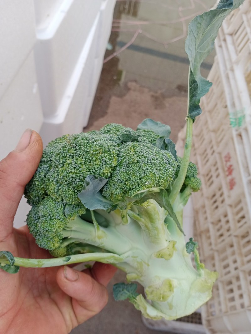 河北邯郸南大堡蔬菜市场本地西兰花，大量上市，质量好价格低