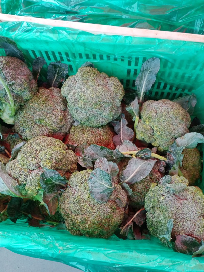 河北邯郸南大堡蔬菜市场本地西兰花，大量上市，质量好价格低