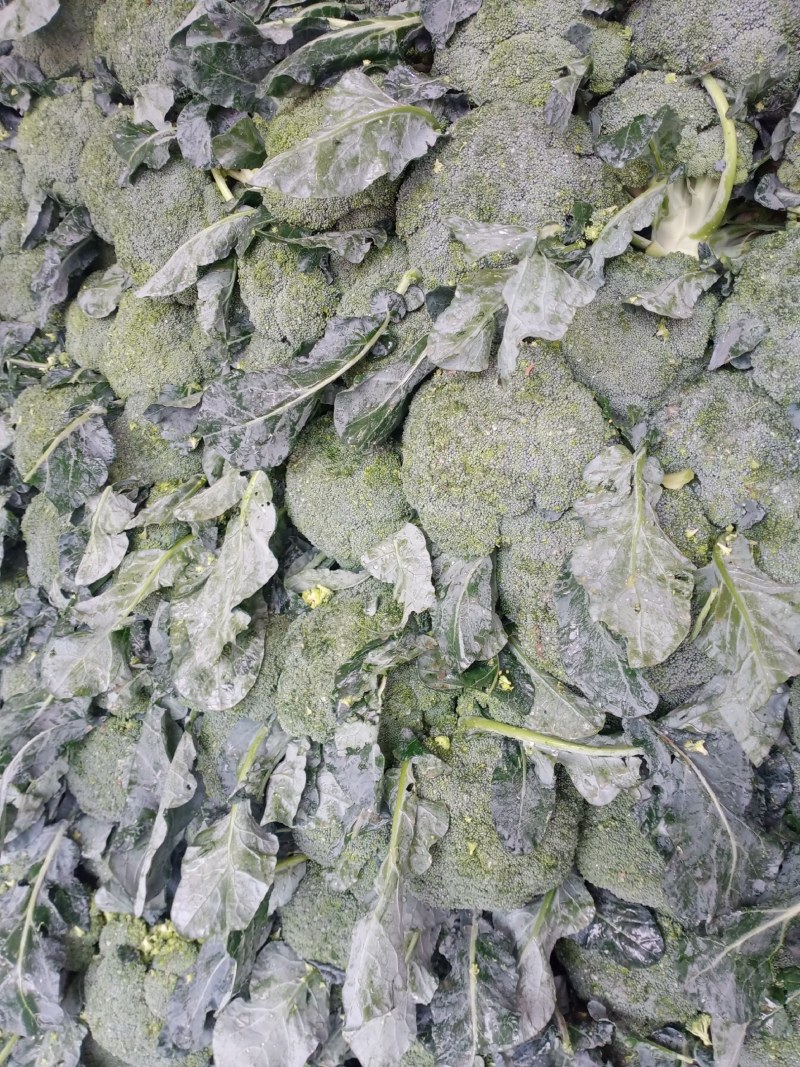 河北邯郸南大堡蔬菜市场本地西兰花，大量上市，质量好价格低