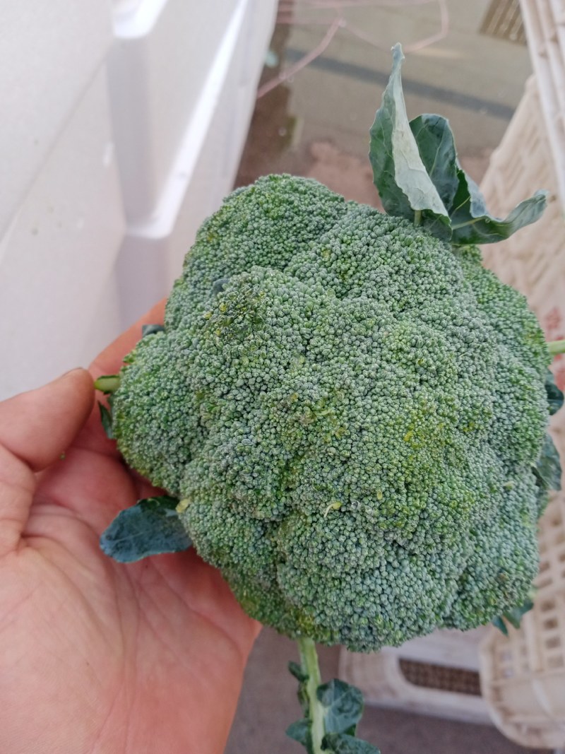 河北邯郸南大堡蔬菜市场本地西兰花，大量上市，质量好价格低