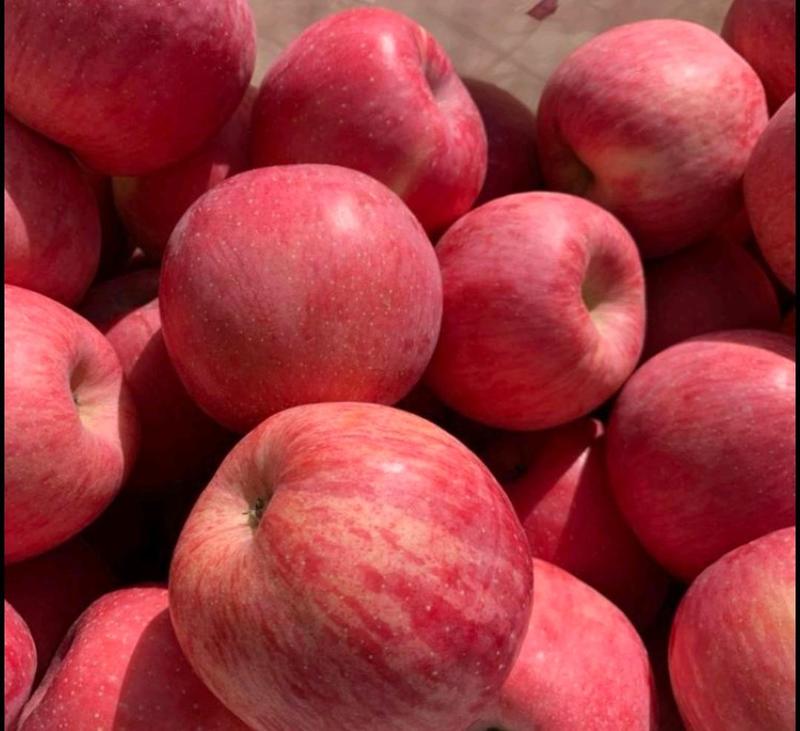 山东红富士苹果，脆甜红富士常年供应货源充足