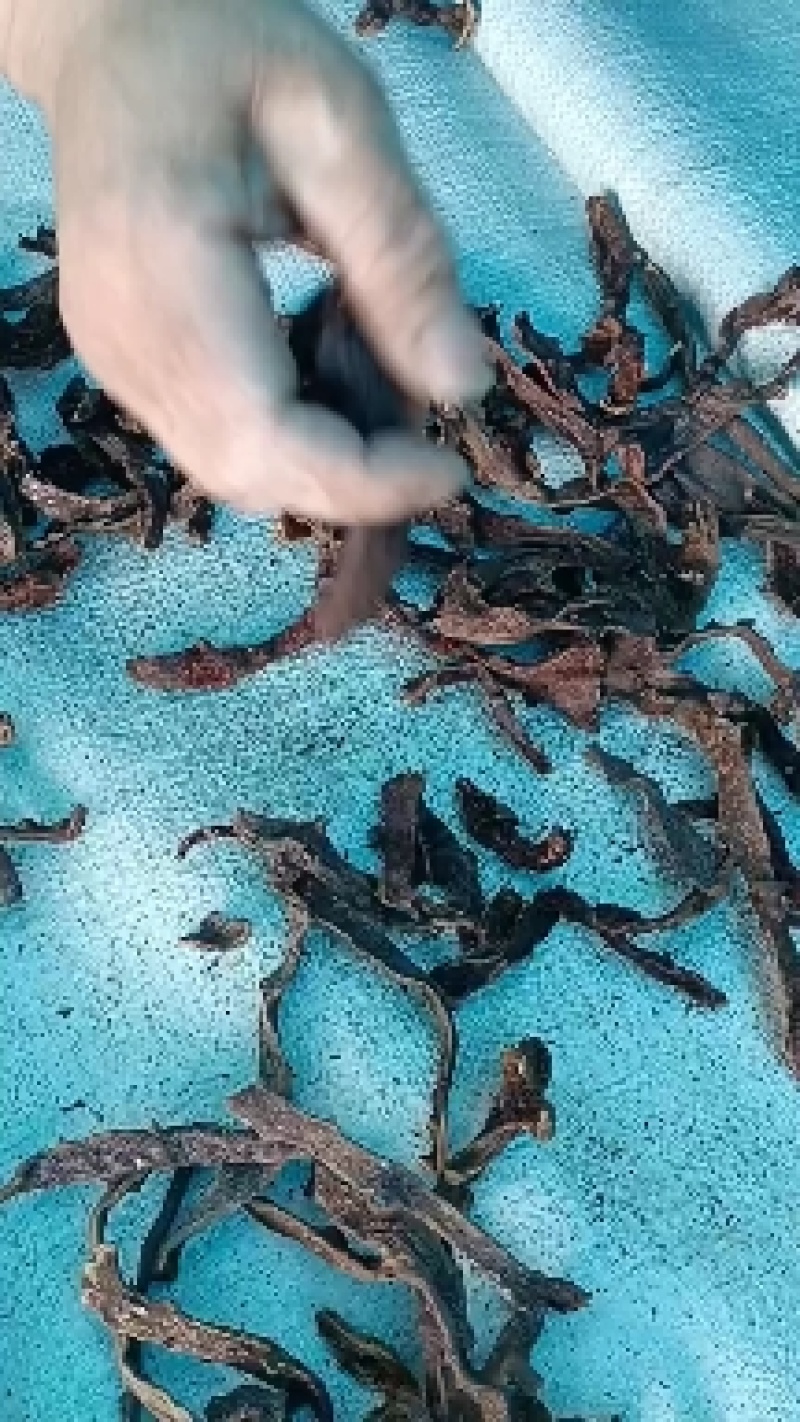 大叶骨碎补，野生晒货，无霉变，含量药典达标