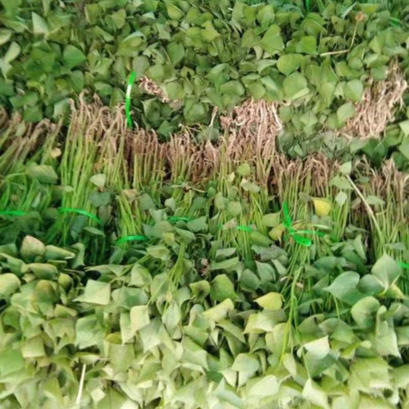 西瓜红红薯苗，拔苗，高剪苗，大田苗，各种品种薯苗