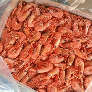 山东青岛北极甜虾、新到货品、货源充足，量大从优