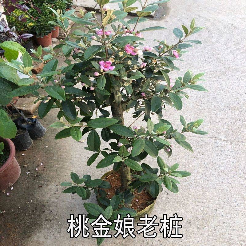 正宗桃金娘树苗山捻子苗乌稔多尼小种苗盆景地栽室内阳台庭院