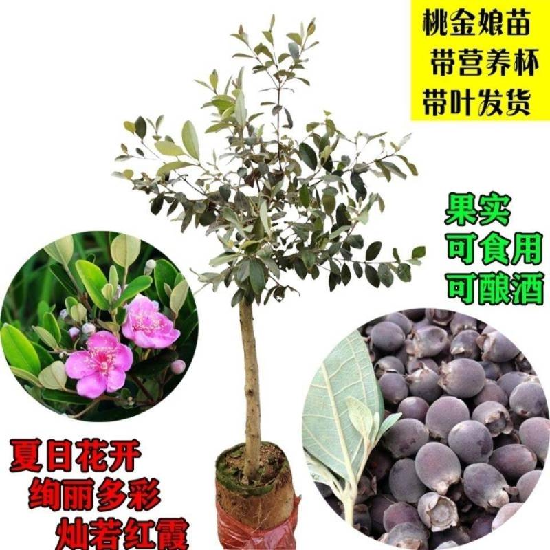 正宗桃金娘树苗山捻子苗乌稔多尼小种苗盆景地栽室内阳台庭院