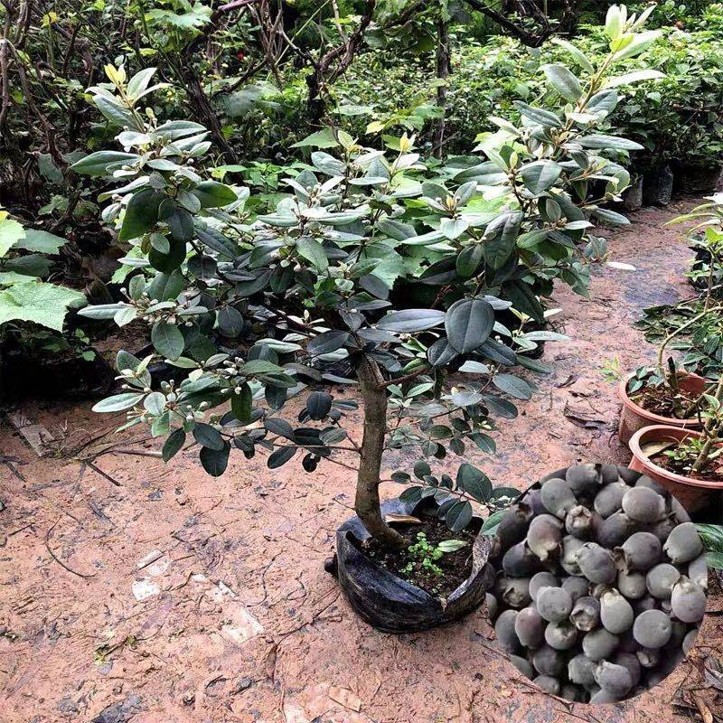 正宗桃金娘树苗山捻子苗乌稔多尼小种苗盆景地栽室内阳台庭院