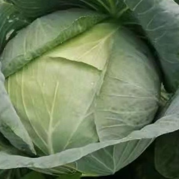 甘蓝