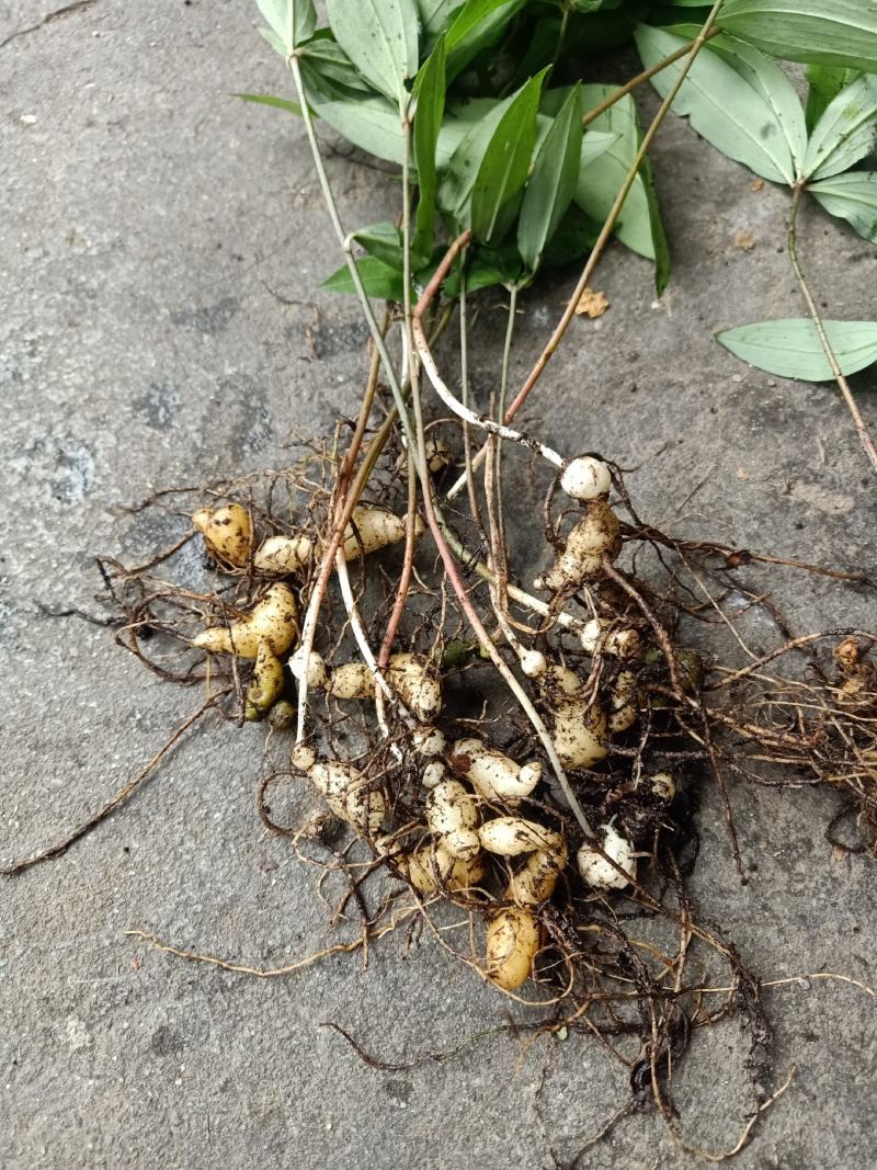 滇黄精野生苗成活率高产量高抗病能力强值得种植