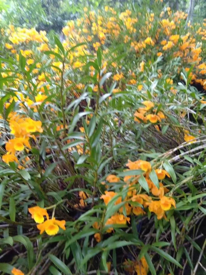 黄草花干货。。。。。。。。。。。。。。。。