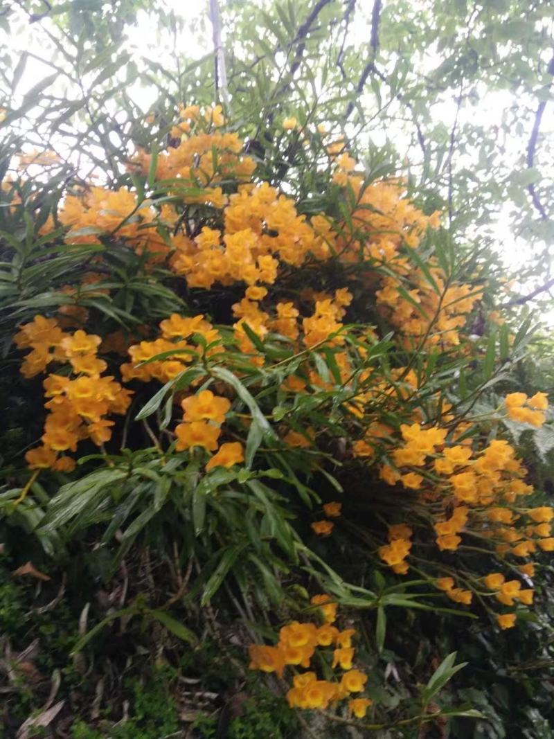 黄草花干货。。。。。。。。。。。。。。。。