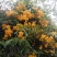 黄草花干货。。。。。。。。。。。。。。。。