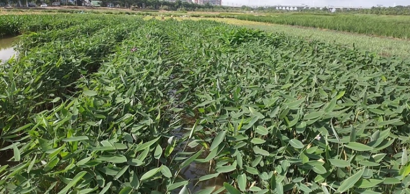 再力花各种水生植物基地大量现货供应，欢迎各位客户咨询