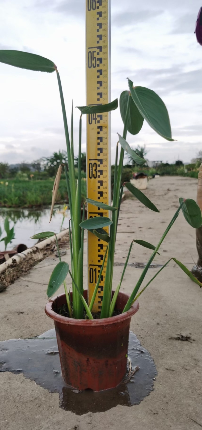 再力花各种水生植物基地大量现货供应，欢迎各位客户咨询