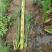 再力花各种水生植物基地大量现货供应，欢迎各位客户咨询