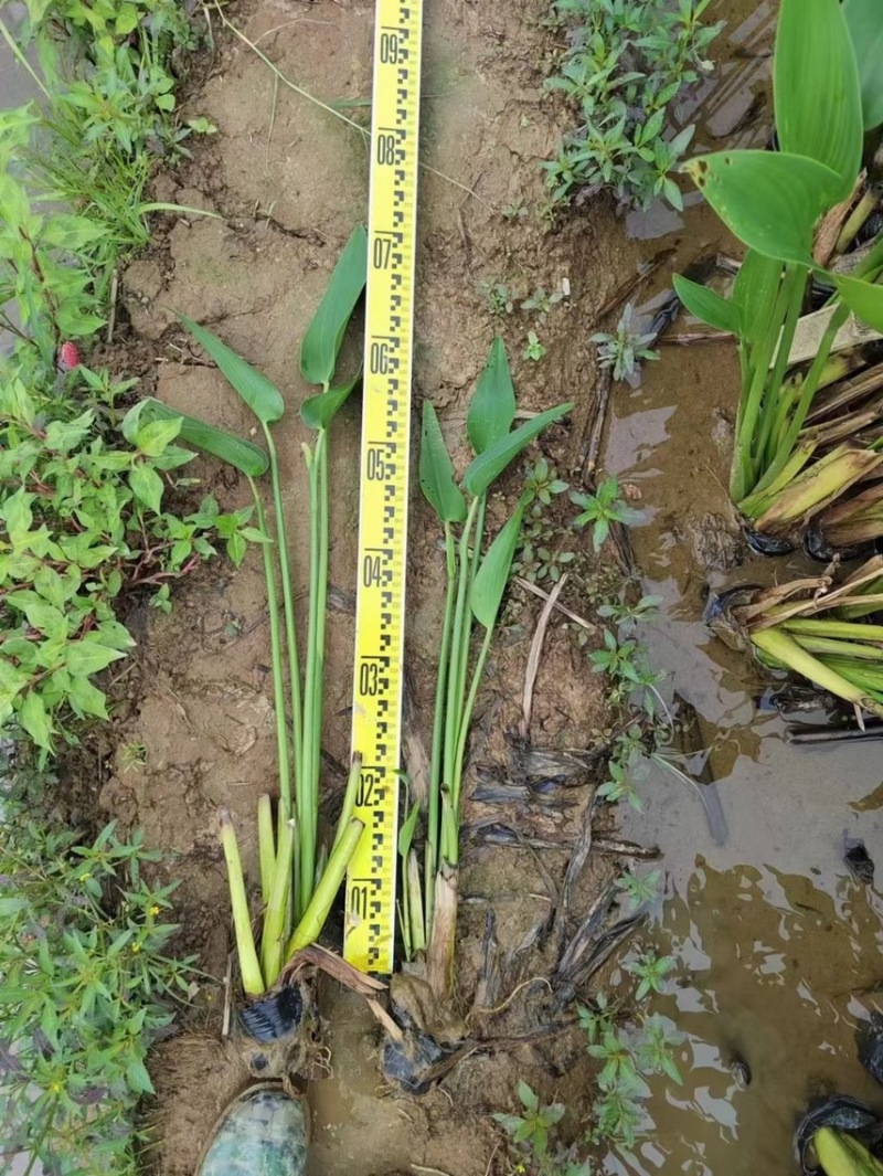 再力花各种水生植物基地大量现货供应，欢迎各位客户咨询