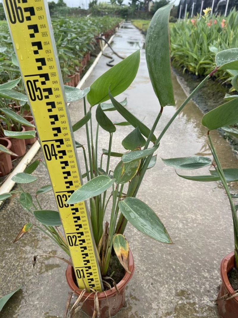 再力花各种水生植物基地大量现货供应，欢迎各位客户咨询