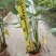 再力花各种水生植物基地大量现货供应，欢迎各位客户咨询