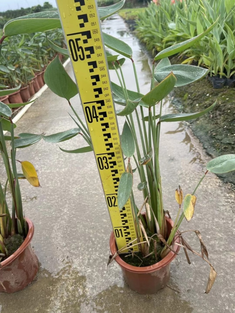 再力花各种水生植物基地大量现货供应，欢迎各位客户咨询