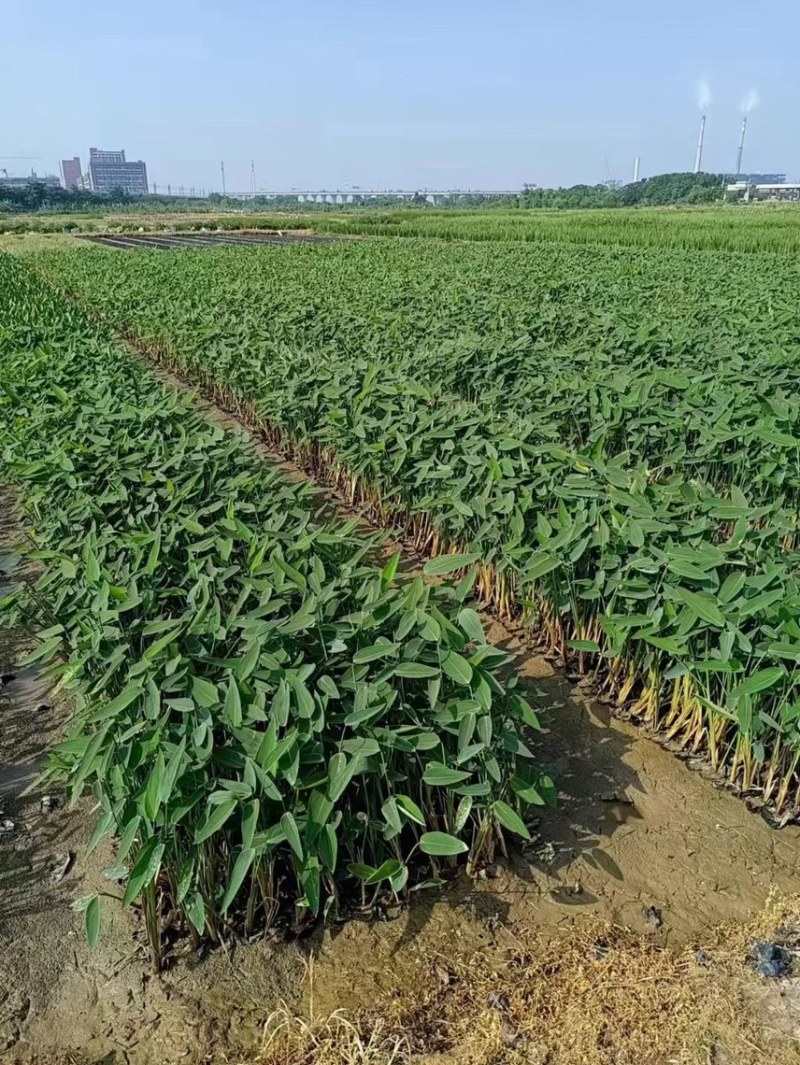 再力花各种水生植物基地大量现货供应，欢迎各位客户咨询