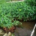 再力花各种水生植物基地大量现货供应，欢迎各位客户咨询
